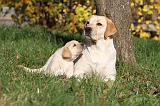LABRADOR 317